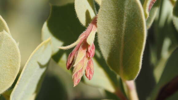 Image of Adams' manzanita