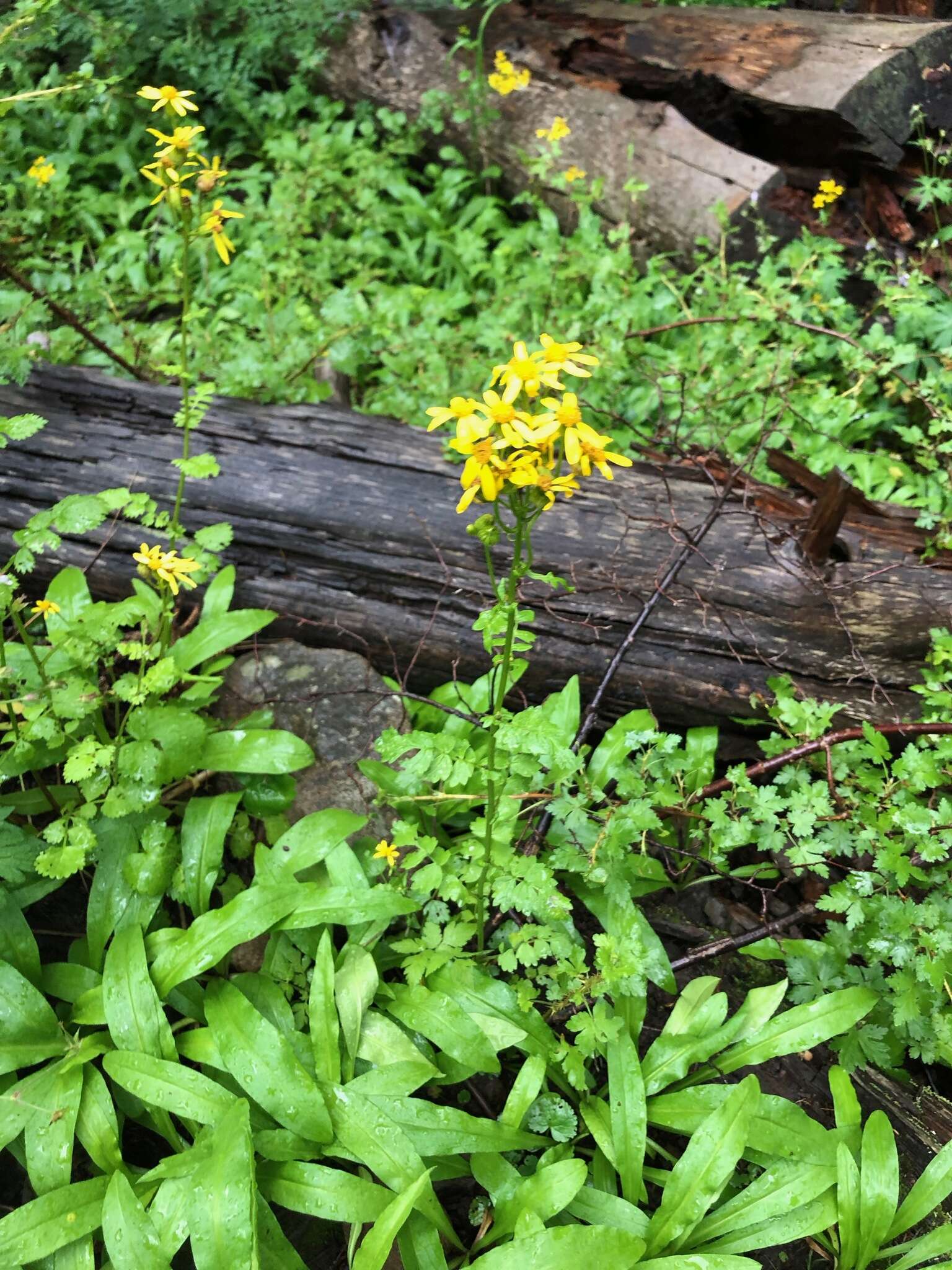 Image of burnet ragwort