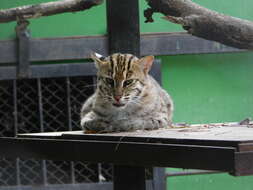 Image of Fishing Cat