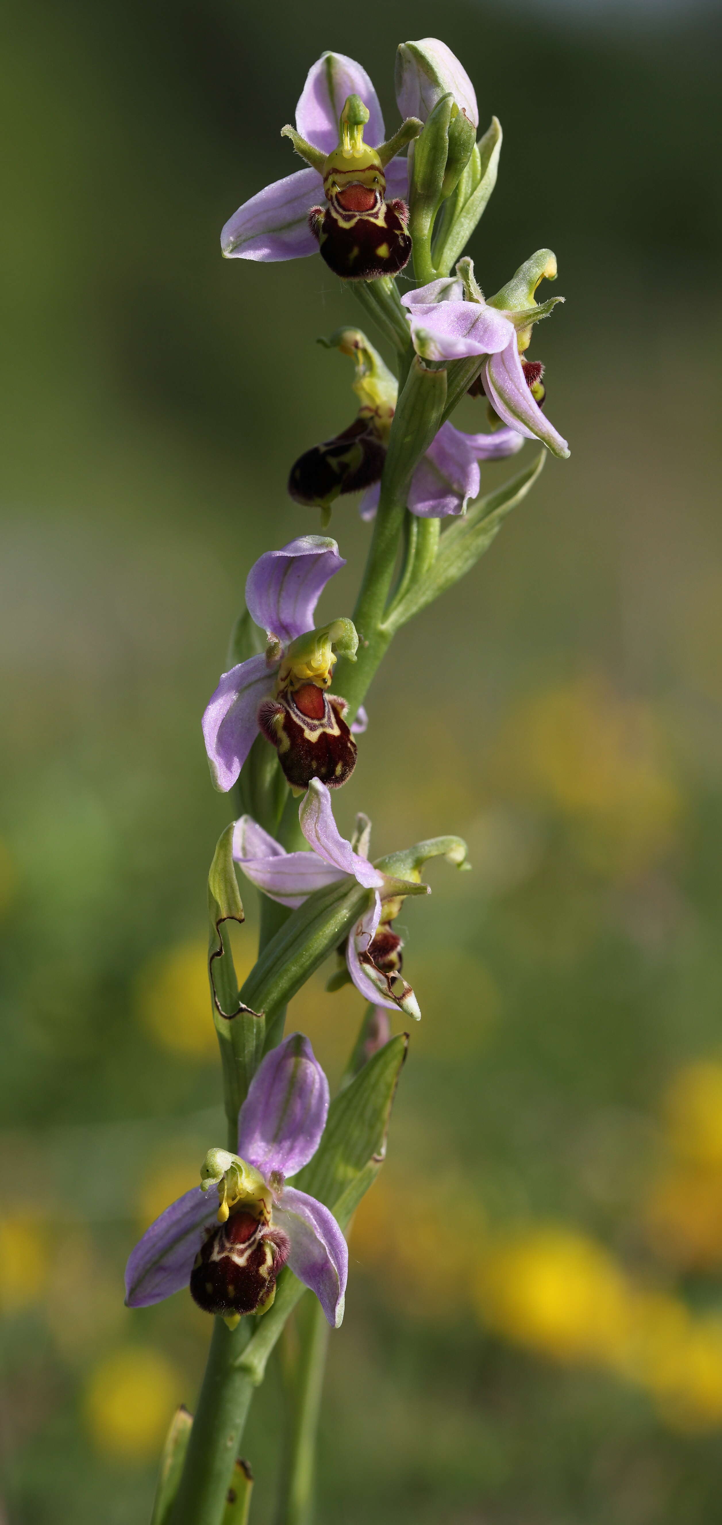 Image of Bee orchid