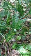 Plancia ëd Cephalotaxus harringtonii var. wilsoniana (Hayata) Kitam.