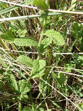 Imagem de Hilliardiella hirsuta (DC.) H. Robinson