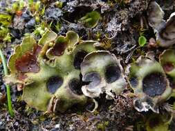 Image of chocolate chip lichen