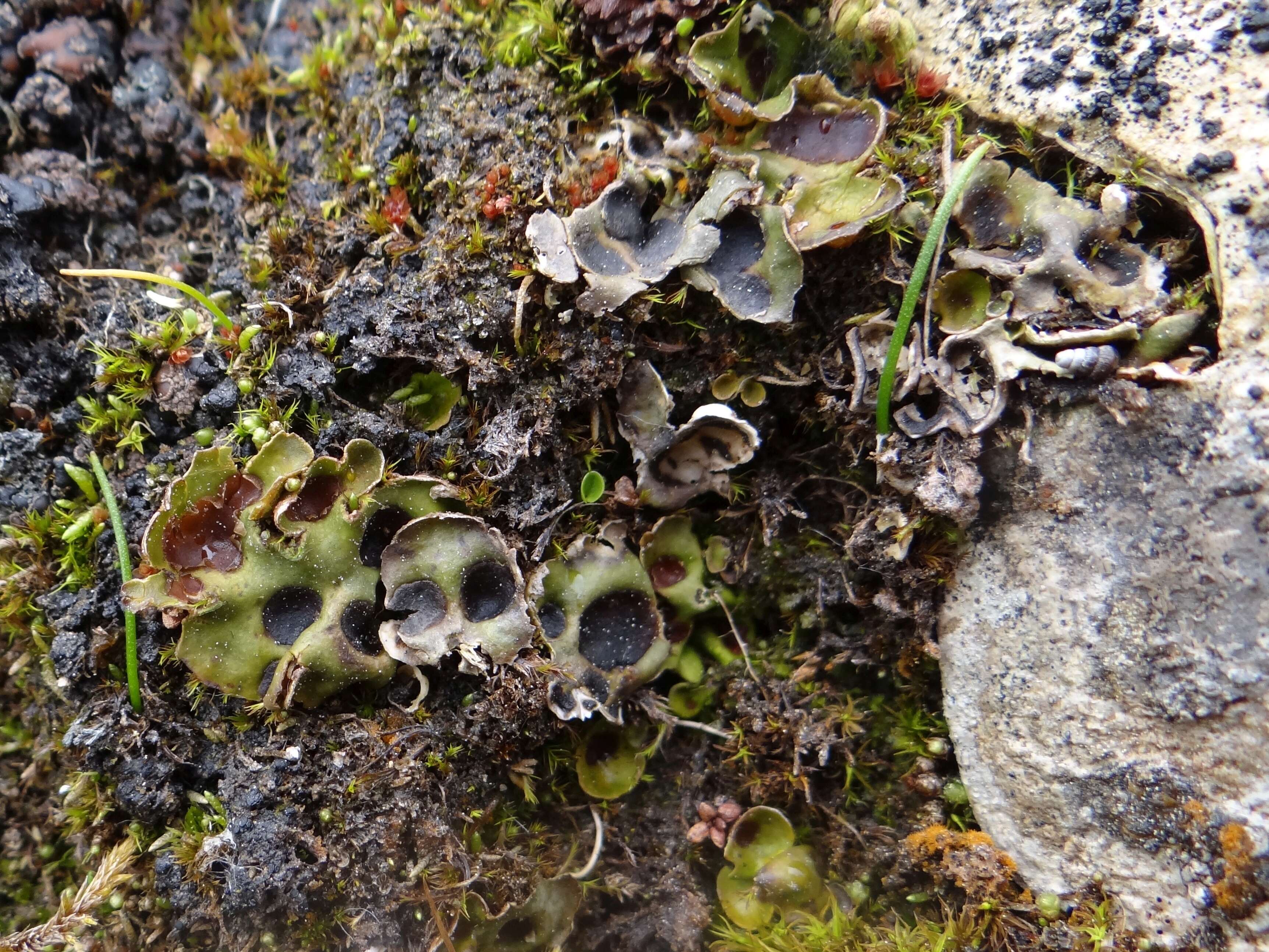 Image of chocolate chip lichen