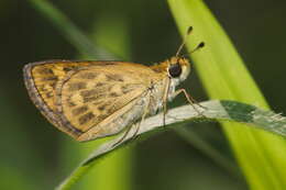 Image of Tamil grass dart