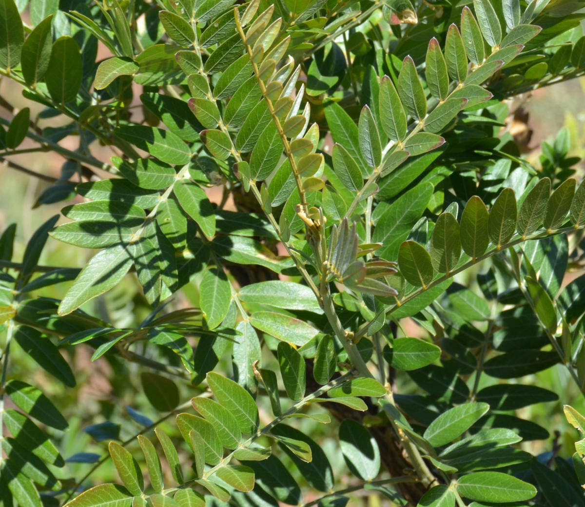 صورة Mundulea sericea subsp. sericea