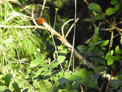 Image of Lasianthaea macrocephala (Hook. & Arnold) K. M. Becker