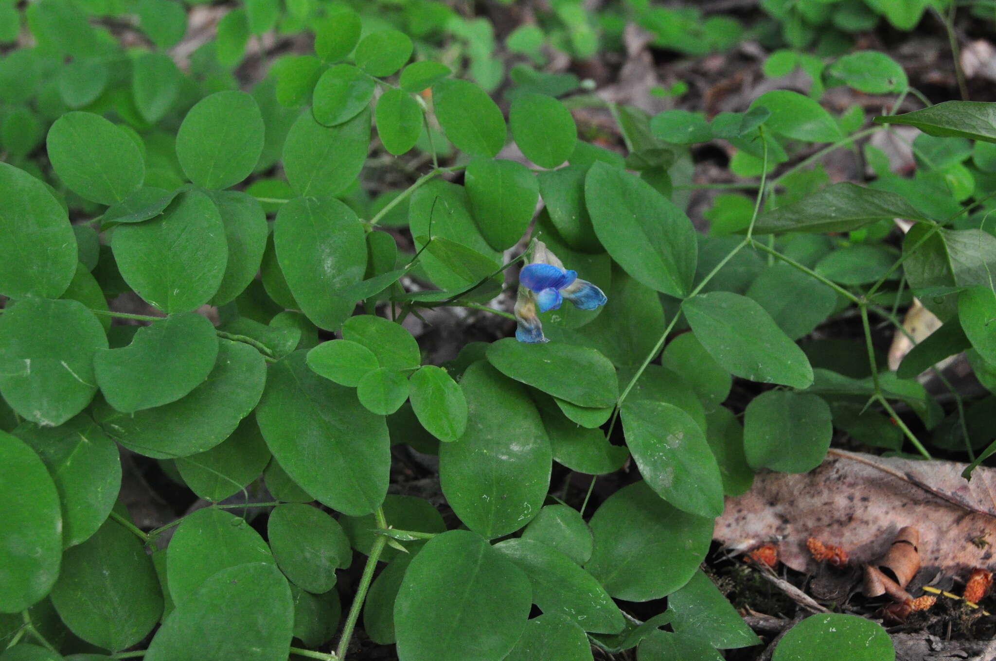 Imagem de Lathyrus nevadensis var. pilosellus