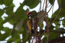 Image of Black-rumped Flameback