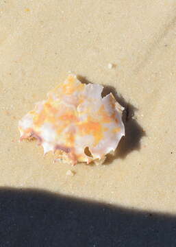 Image of Florida lady crab