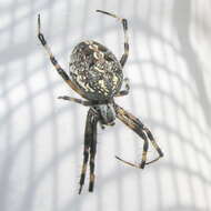 Image of Western Spotted Orbweaver