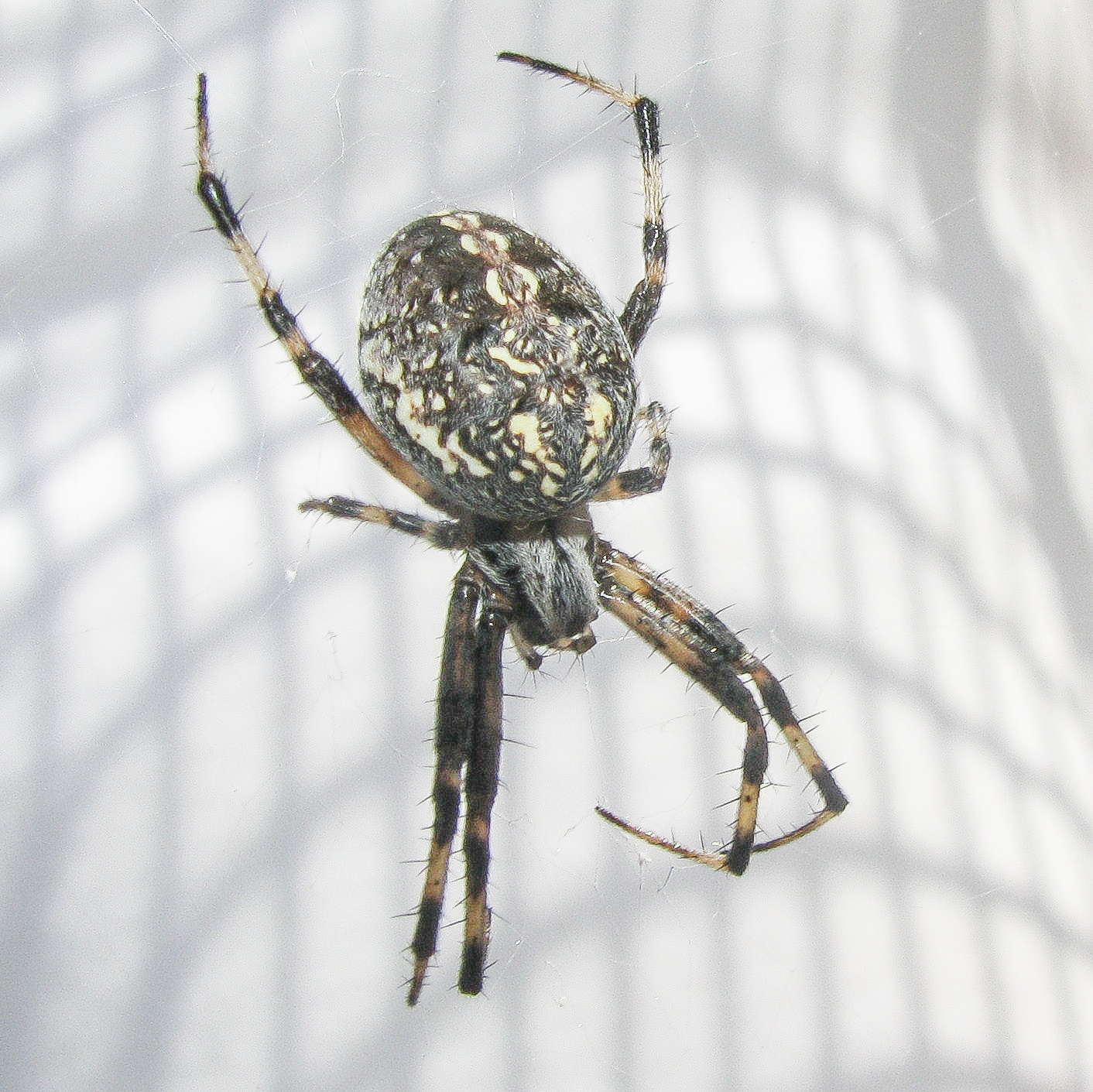 Image of Western Spotted Orbweaver