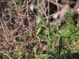 Fritillaria graeca Boiss. & Spruner的圖片