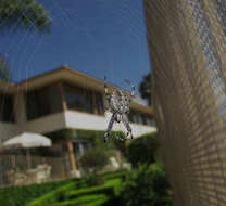 Image of Western Spotted Orbweaver