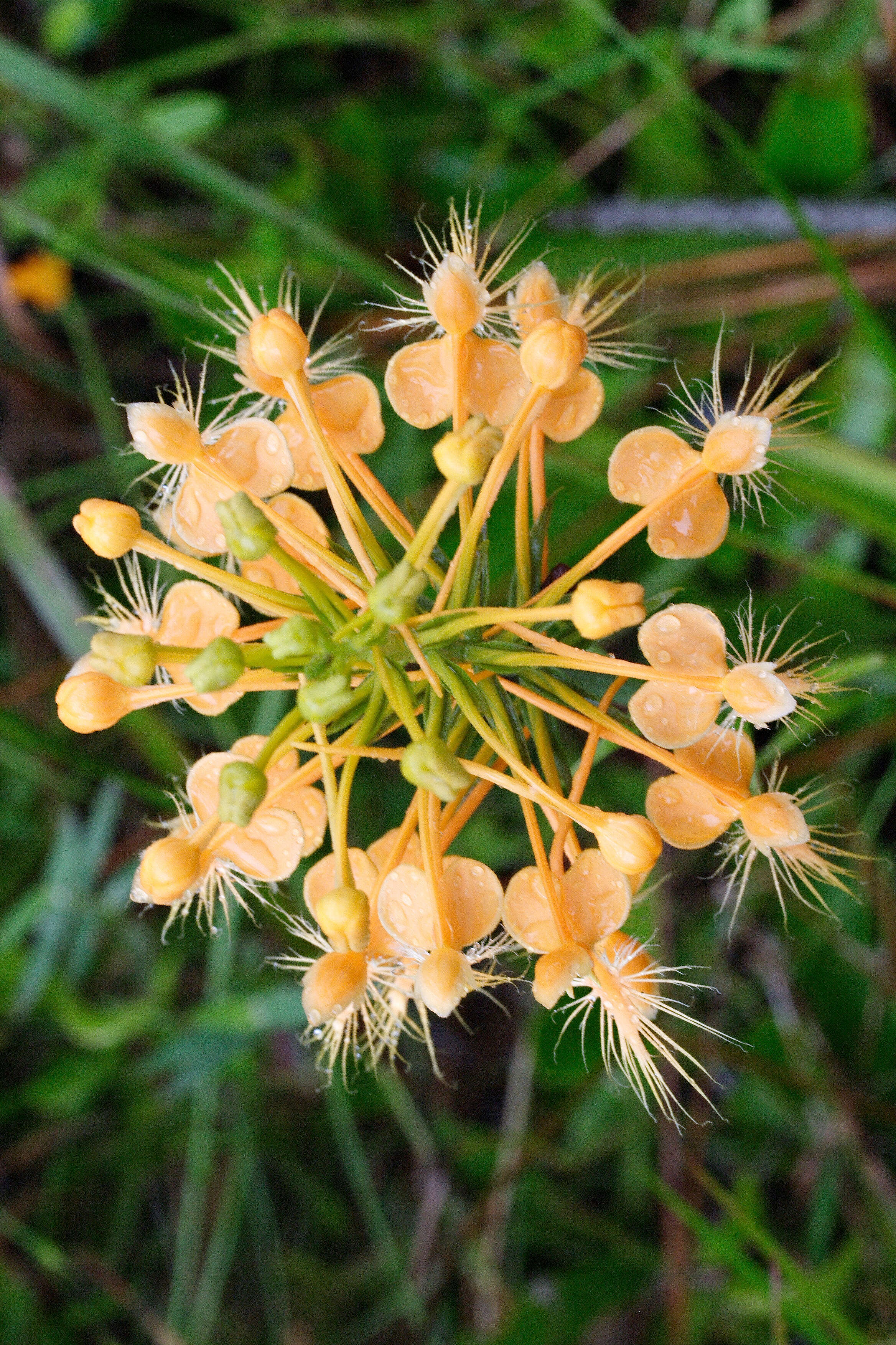 Image of Yellow fringed orchid