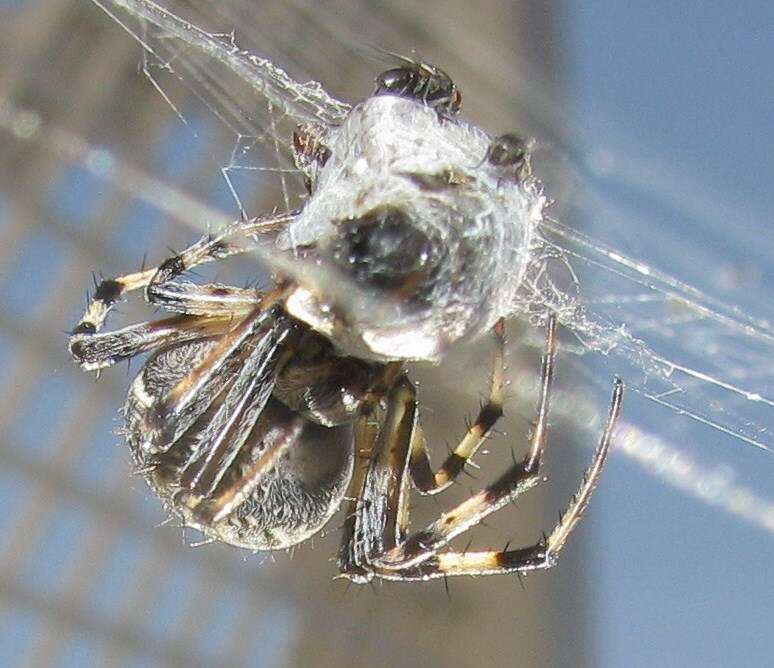 Image of Western Spotted Orbweaver