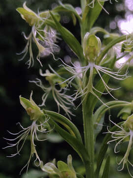 Platanthera lacera (Michx.) G. Don resmi