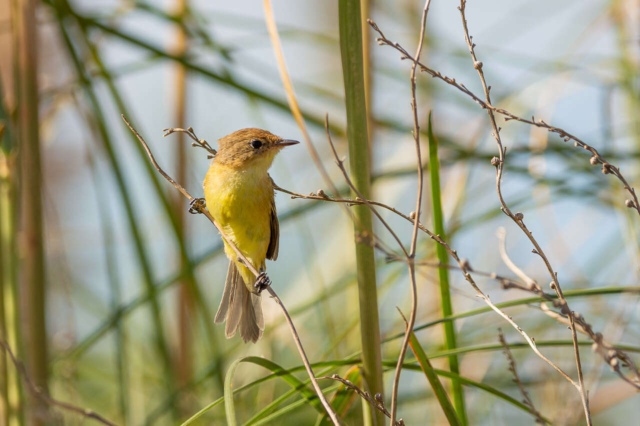 Image of Warbling Doradito