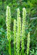 Image de Platanthera huronensis Lindl.