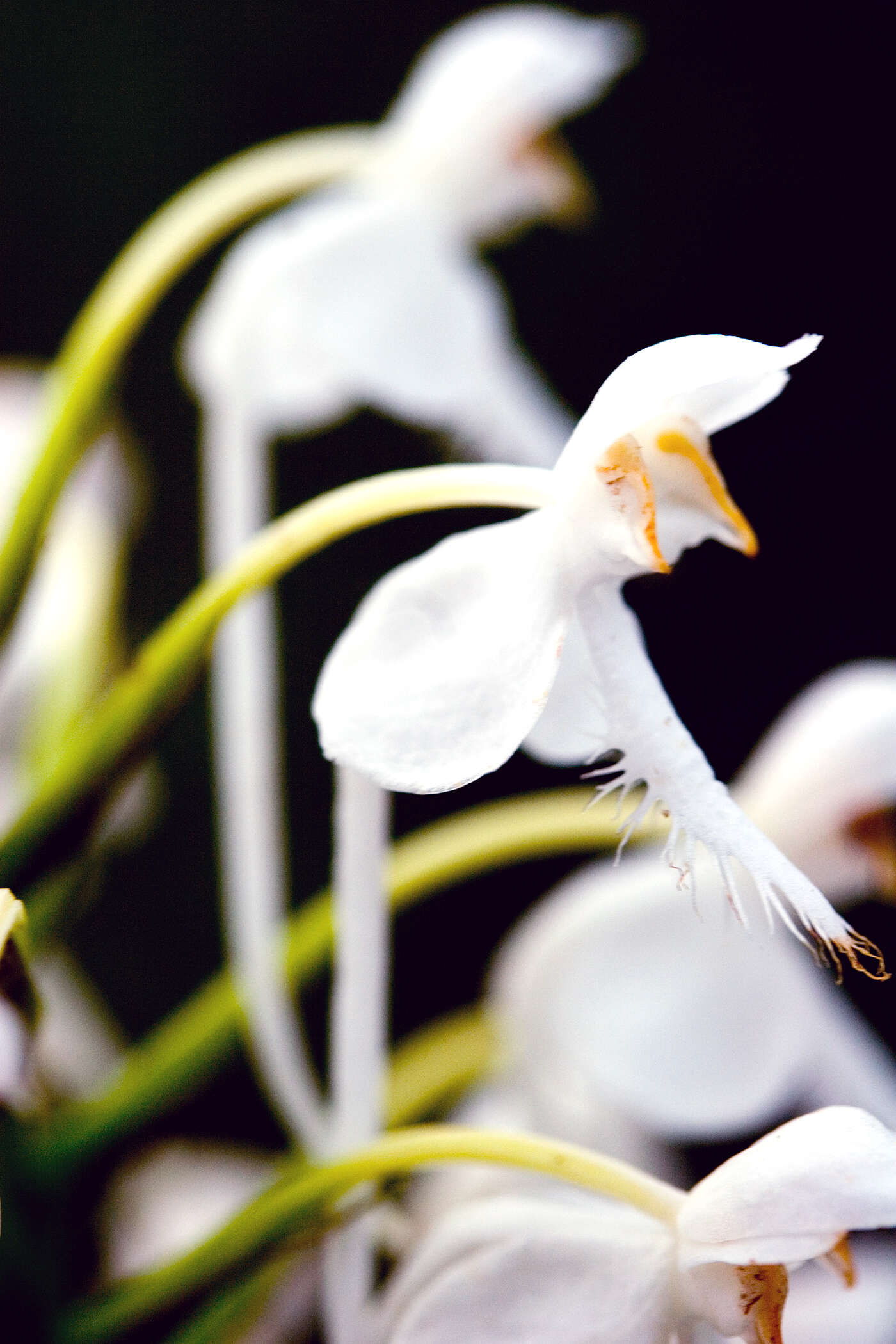 Image of white fringed orchid