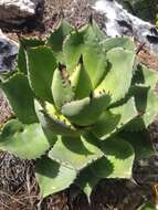 Image of Chamula agave