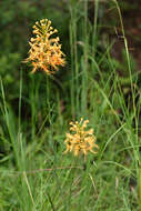 Image of Yellow fringed orchid