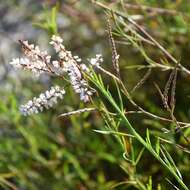 Polygonella robusta (Small) G. L. Nesom & V. M. Bates resmi