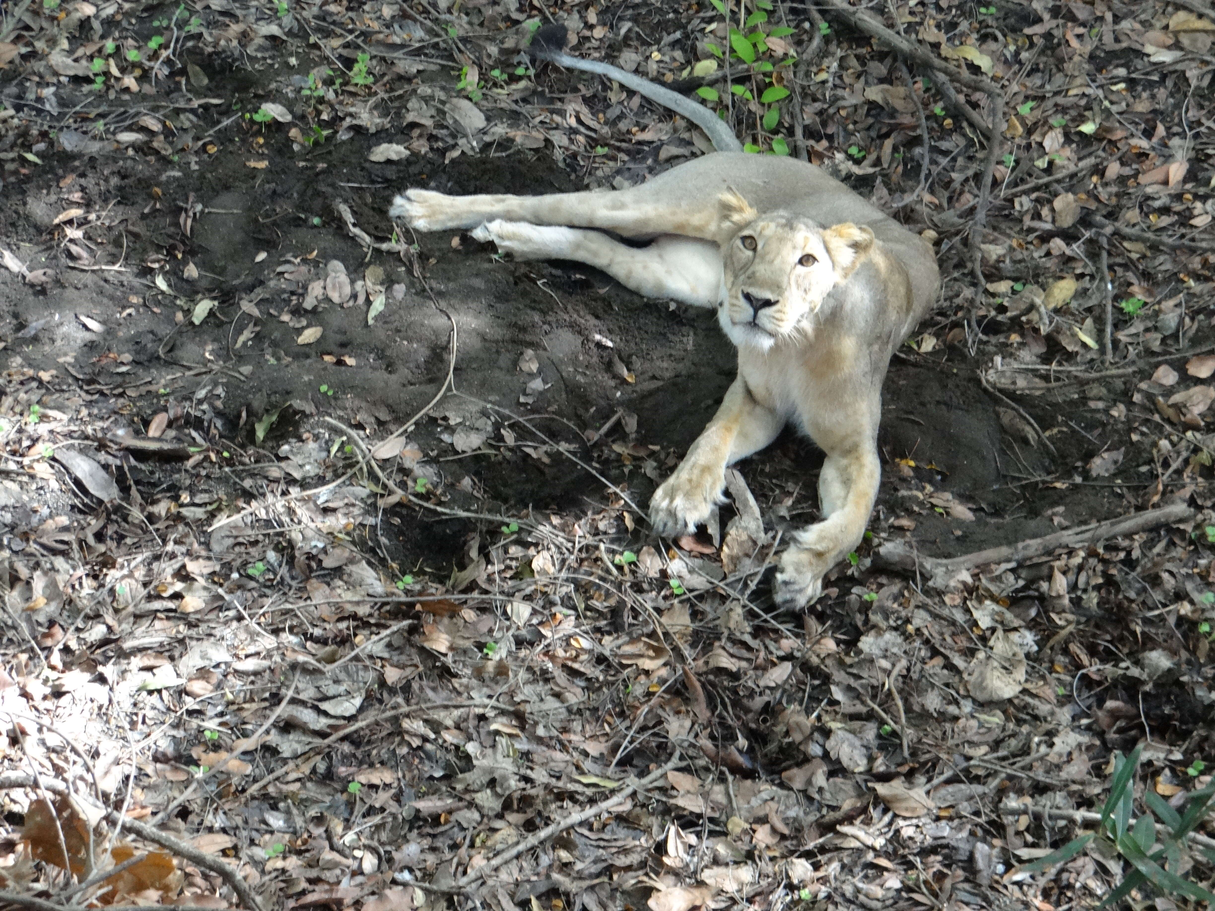 Imagem de Pantherinae