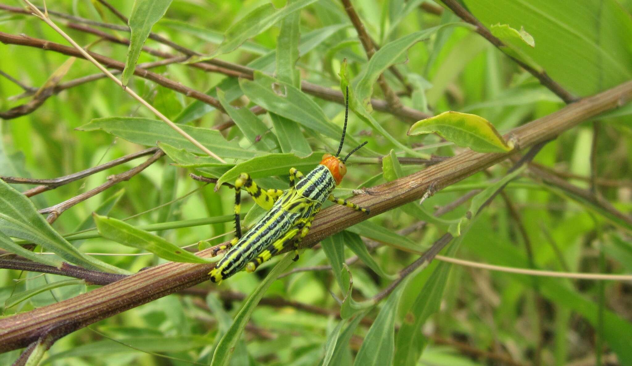 Image of Zoniopoda tarsata (Serville 1831)