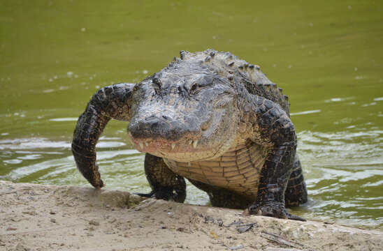 Image of alligators