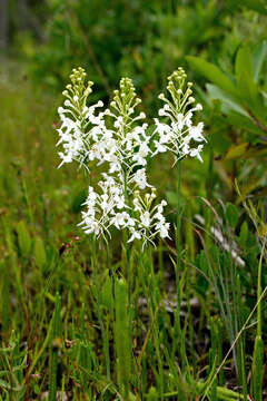 Image of white fringed orchid