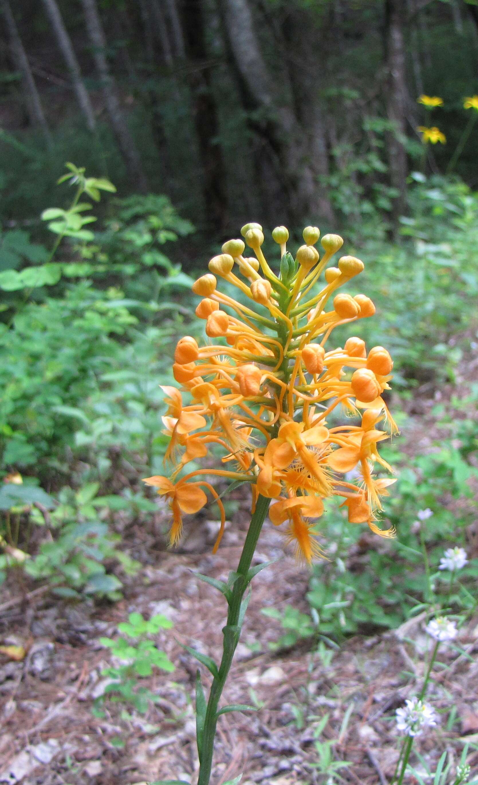 Image of Yellow fringed orchid