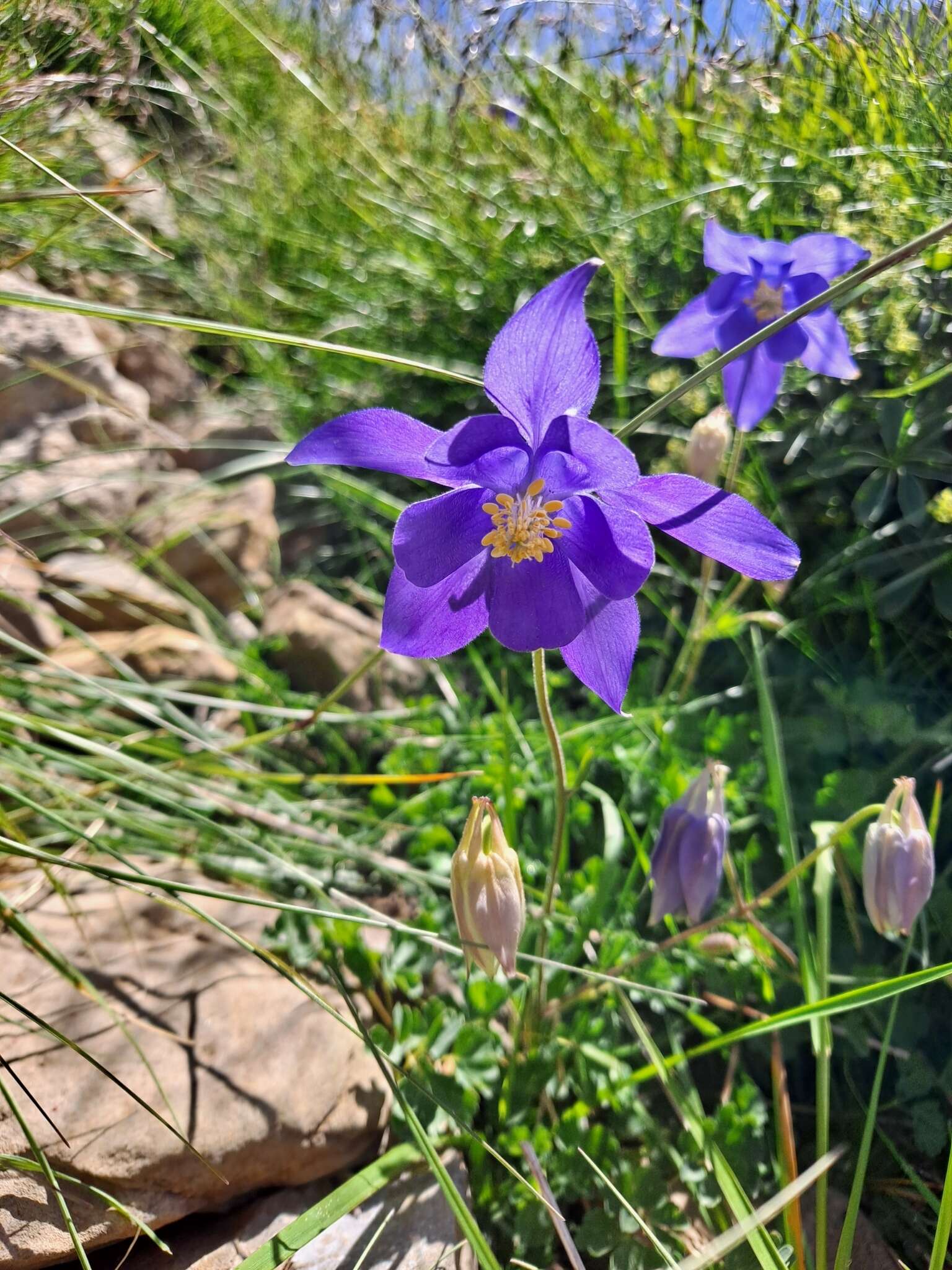 高山耧斗菜的圖片