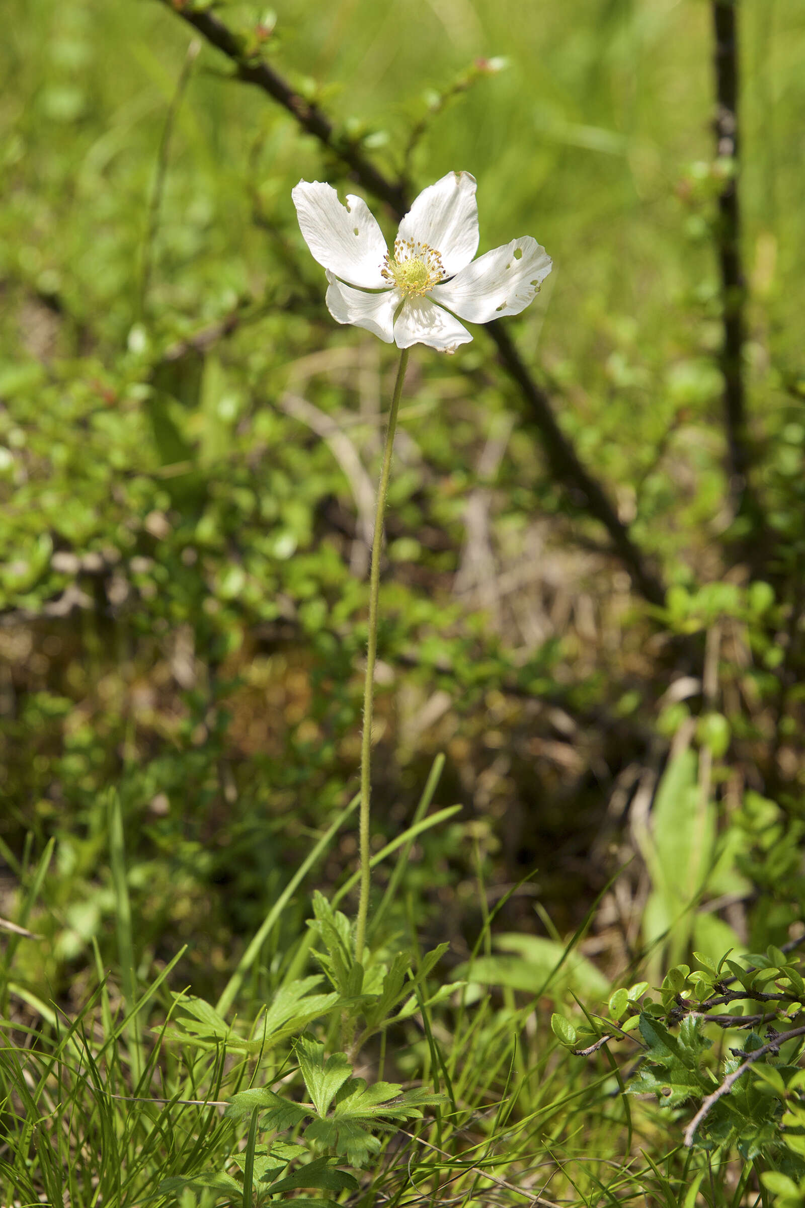 Image of Snowdrop Anemone