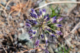 Image of fringed onion