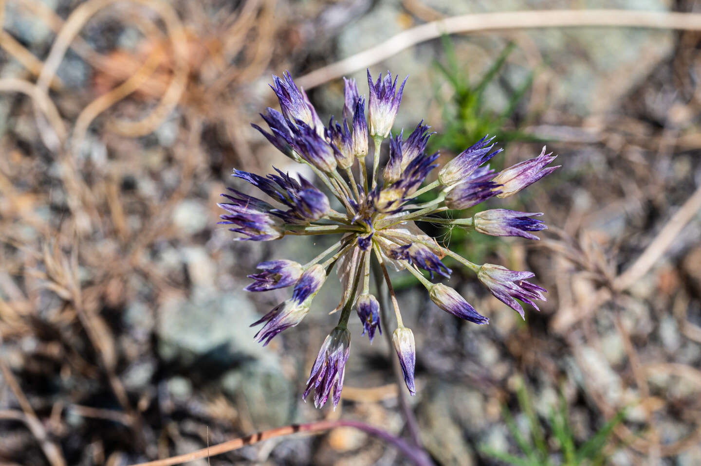 Image of fringed onion