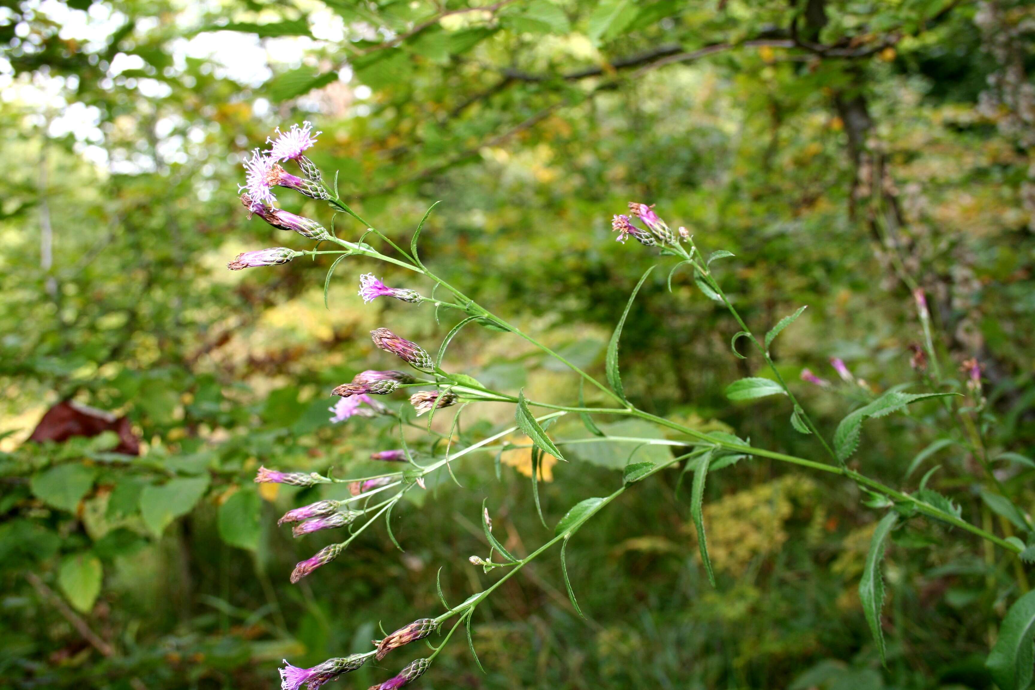 Plancia ëd Serratula tinctoria L.