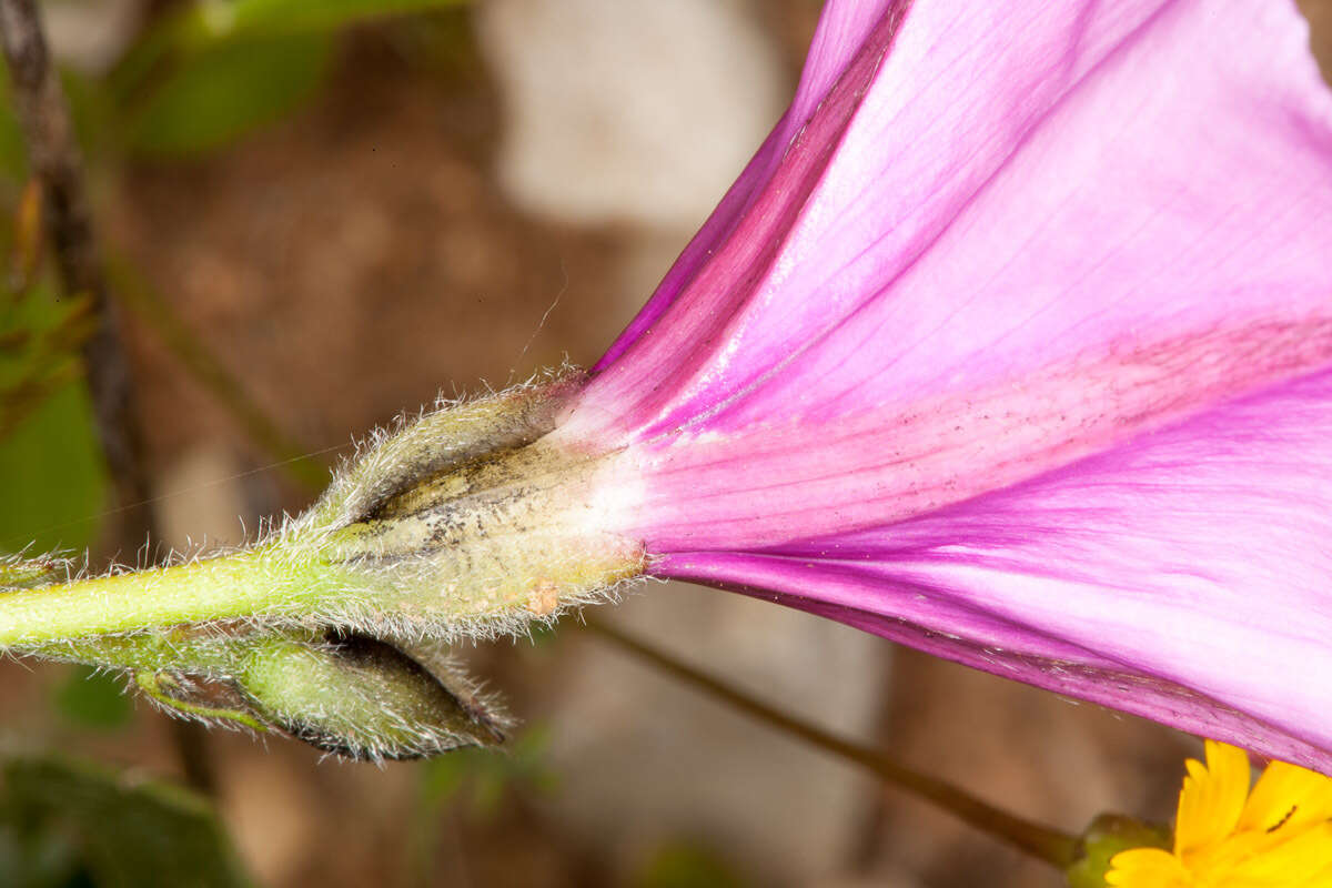 Image of mallow bindweed