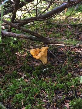 Image of Cantharellus enelensis Voitk, Thorn, Lebeuf & J. I. Kim 2017