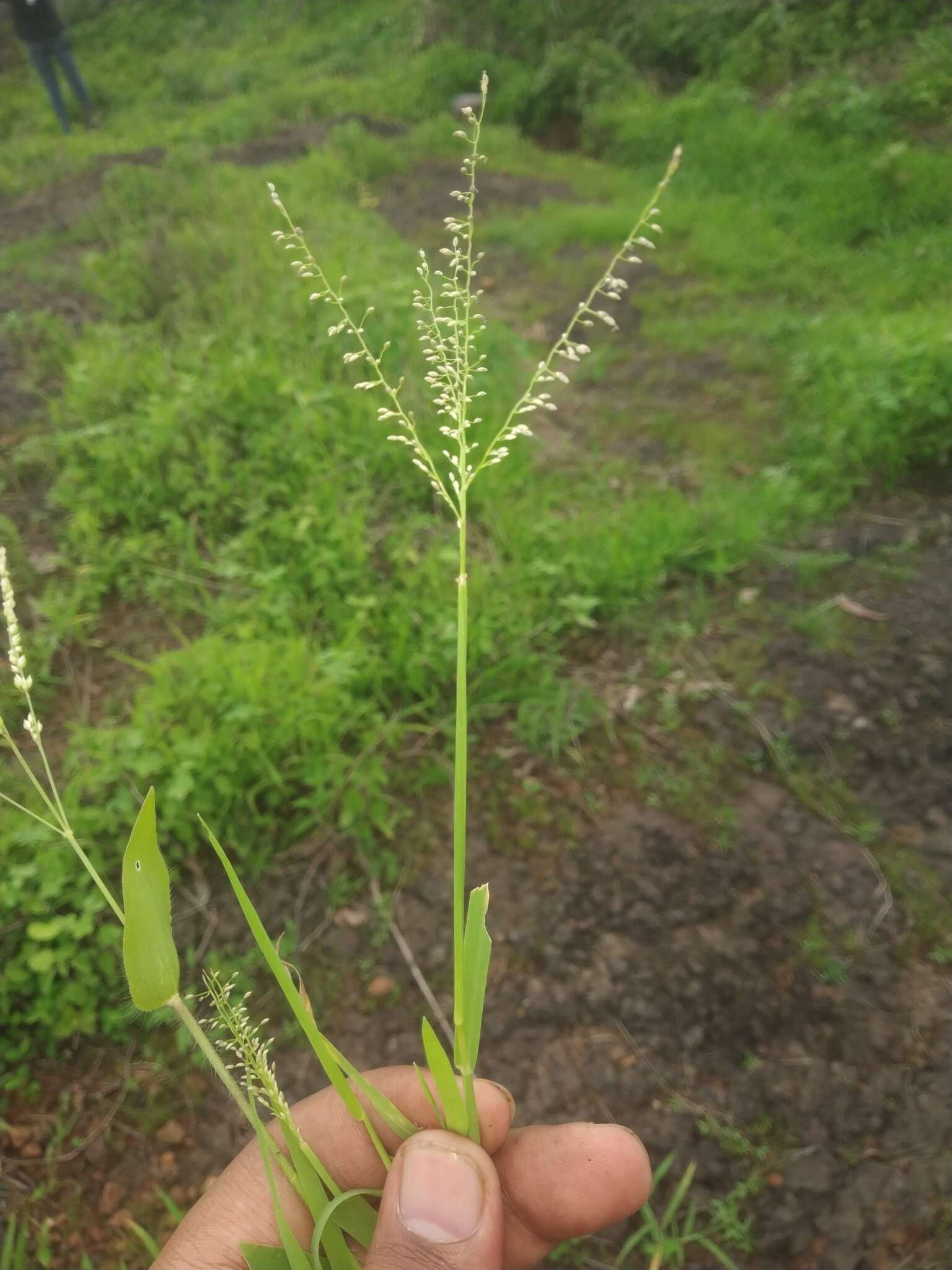 Sivun Digitaria abludens (Roem. & Schult.) Veldkamp kuva