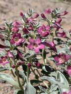 Image de Penstemon albomarginatus M. E. Jones