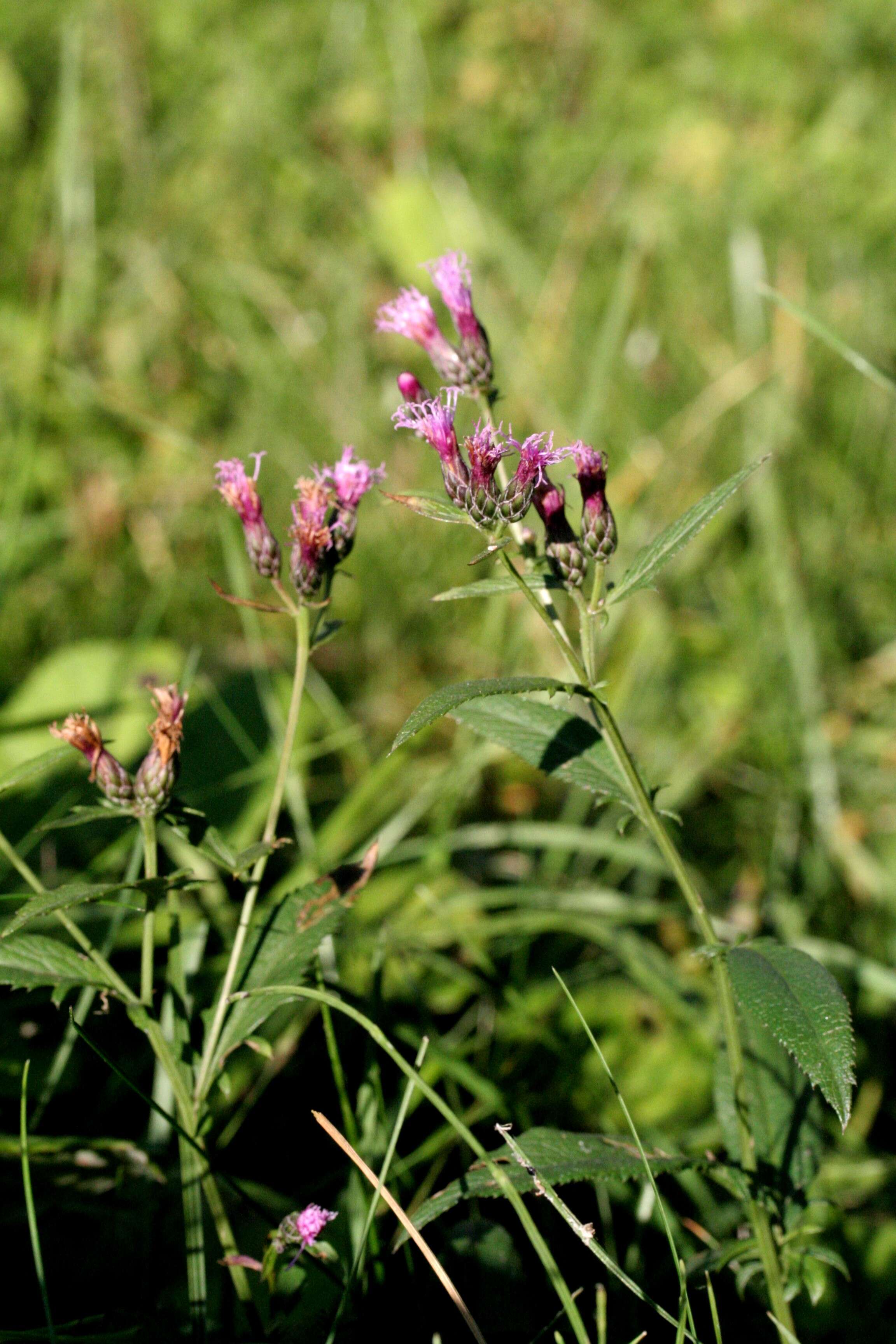 Plancia ëd Serratula tinctoria L.