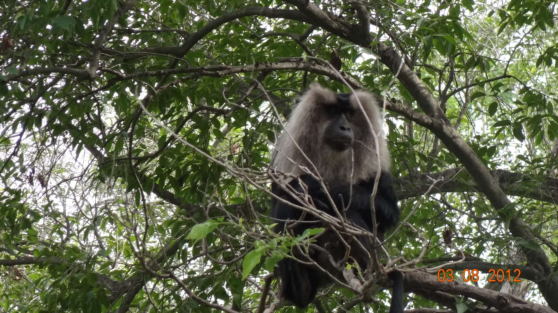 Image of Lion-tailed Macaque