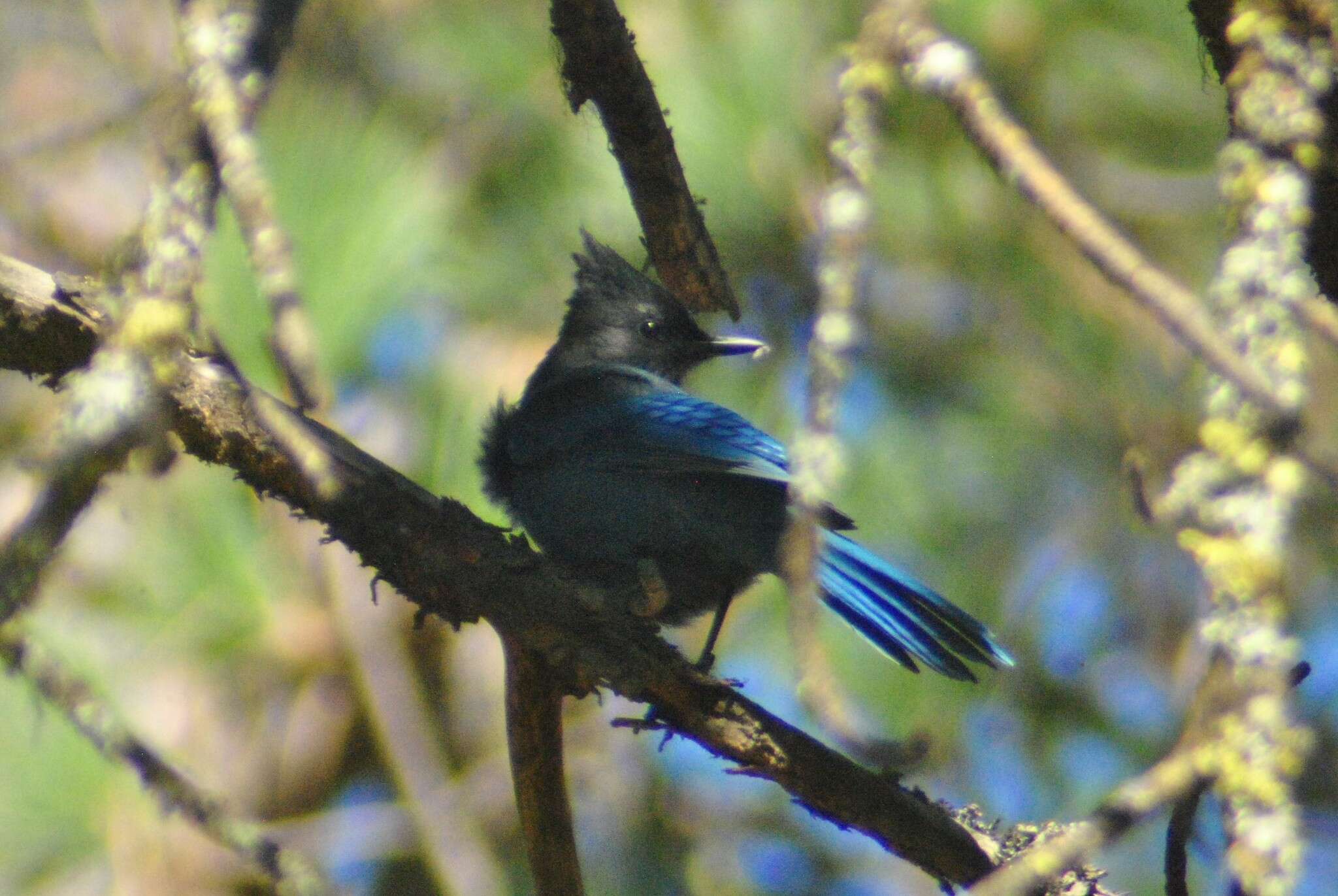 Image of Cyanocitta stelleri frontalis (Ridgway 1873)