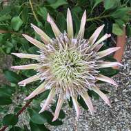 Imagem de Protea cynaroides (L.) L.