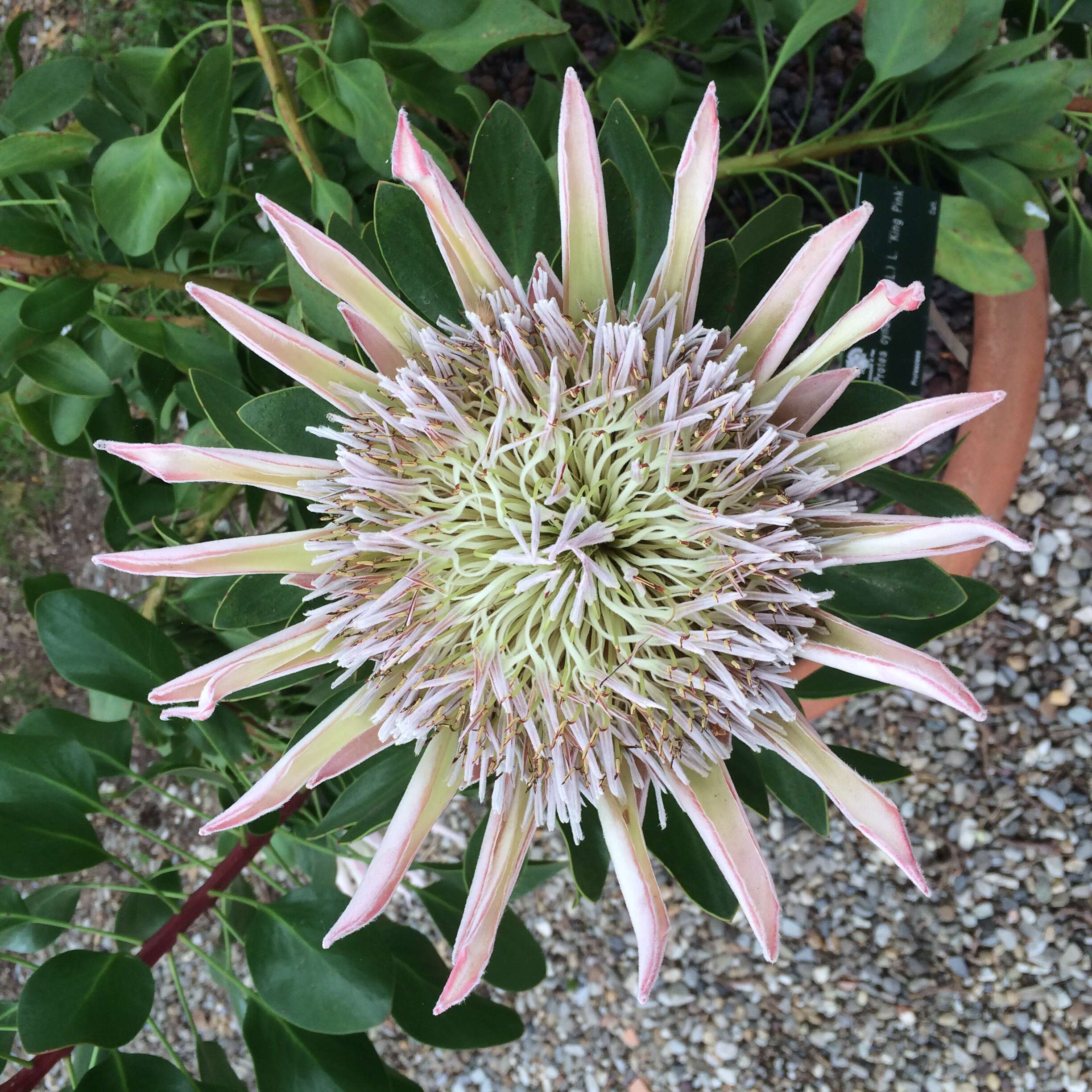 Imagem de Protea cynaroides (L.) L.