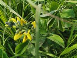 Image of Thermopsis lupinoides (L.) Link