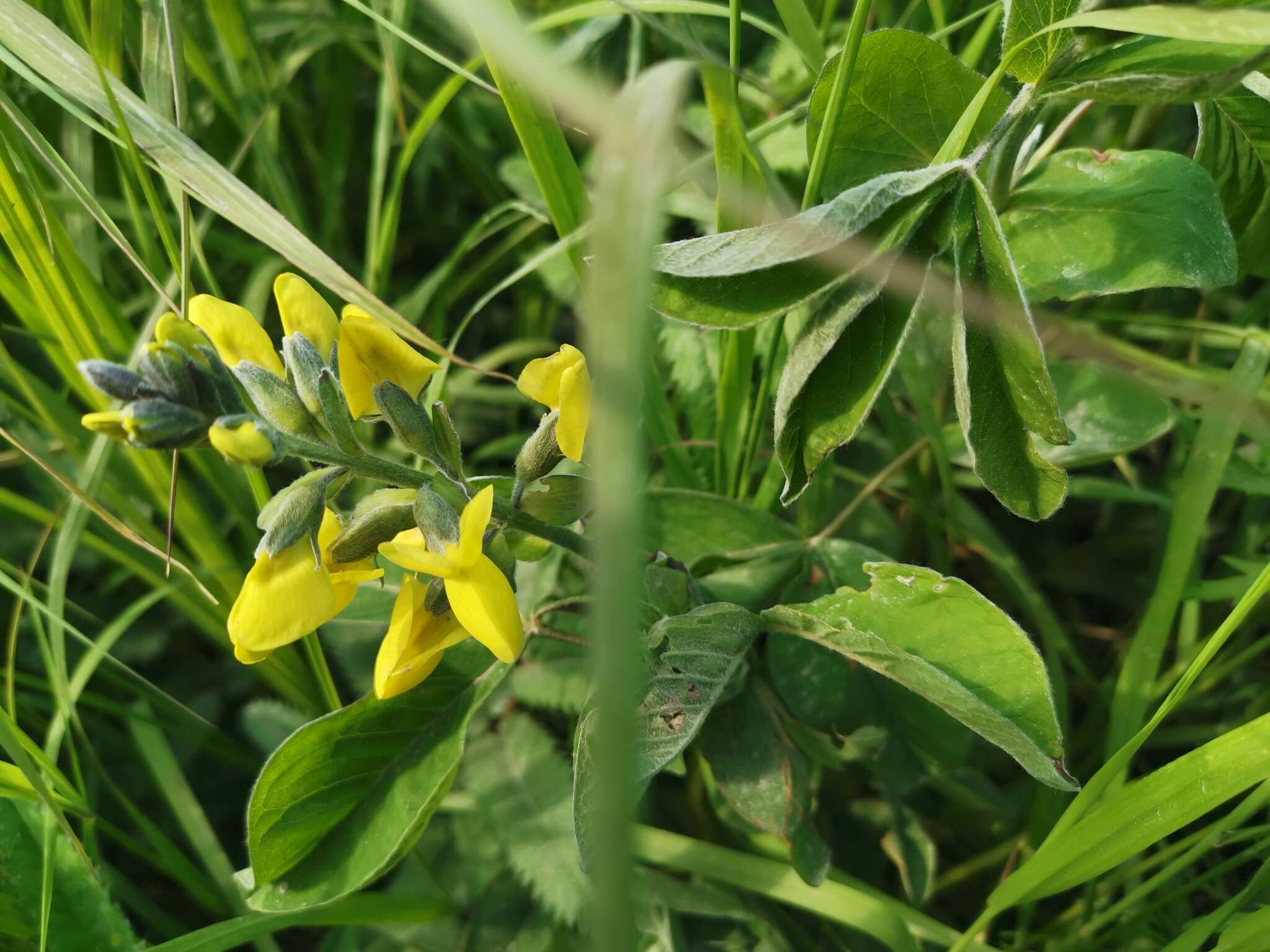 Image of Thermopsis lupinoides (L.) Link