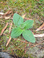 Image of Common Leopardbane