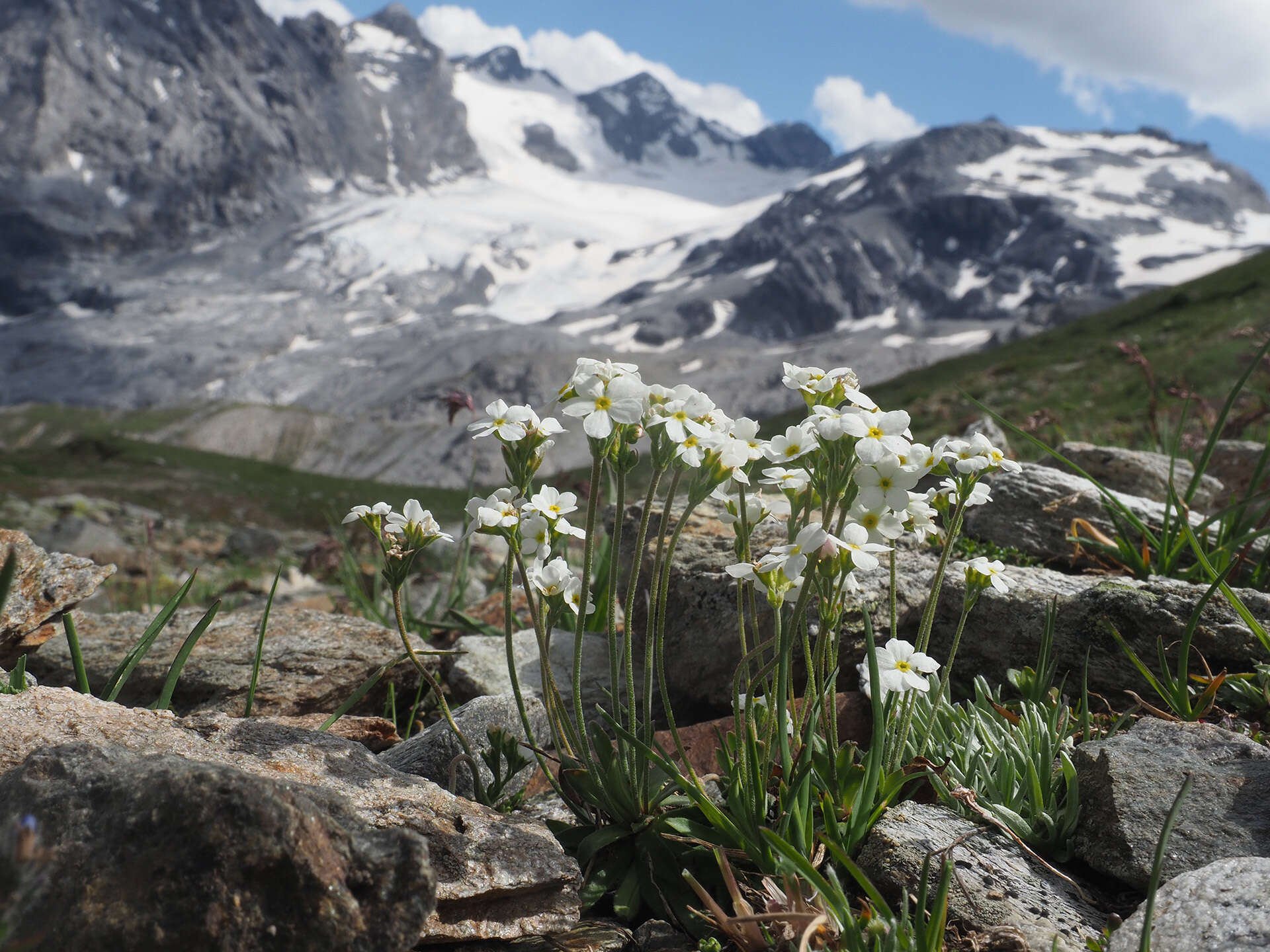 Image of Androsace obtusifolia All.